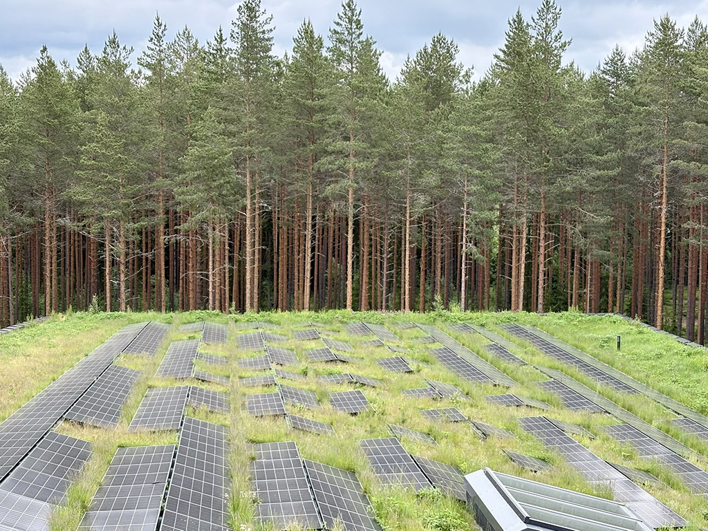 Ett tak med solpaneler med tallskog i bakgrunden.